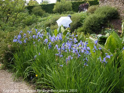 hidcote (06)